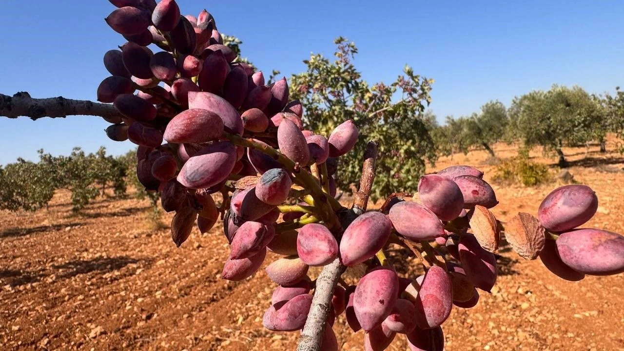 Antep Fıstığı mı, Siirt Fıstığı mı? Hangisi Daha Değerli?