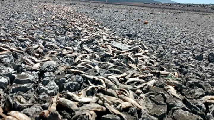 Hamamlar Höyüğü Gün Yüzüne Çıktı: Barajda Su Seviyesi Düşüşü