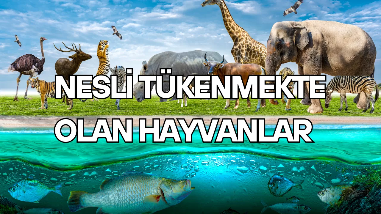 NESLİ TÜKENMEKTE OLAN HAYVANLAR