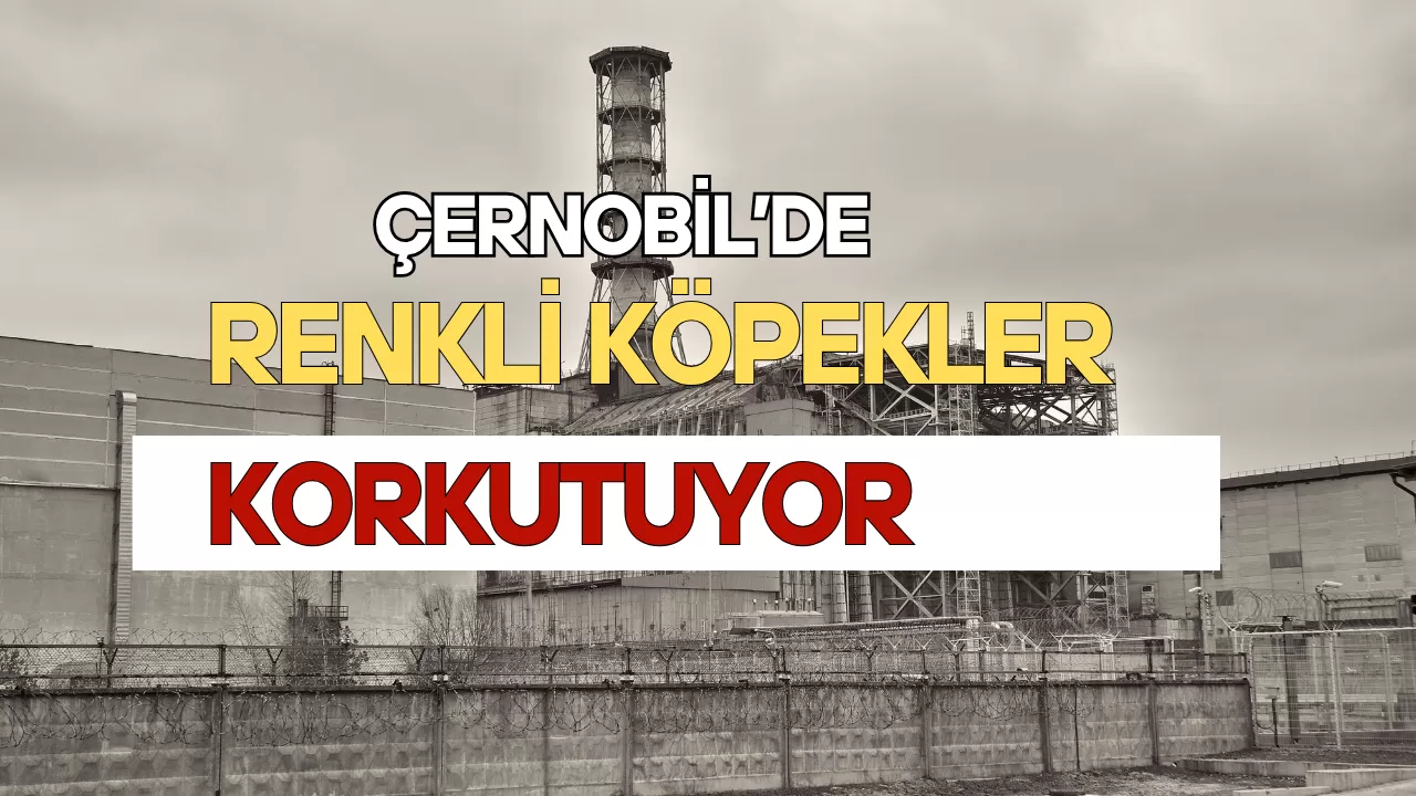Çernobil’de Renk Değiştiren Köpekler Bilim Dünyasını Şaşırttı