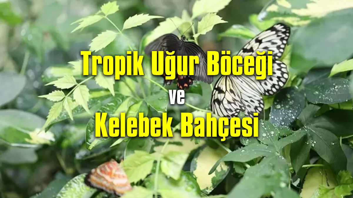 Tropik Uğur Böceği ve Kelebek Bahçesi Yeni Sezona Hazır!