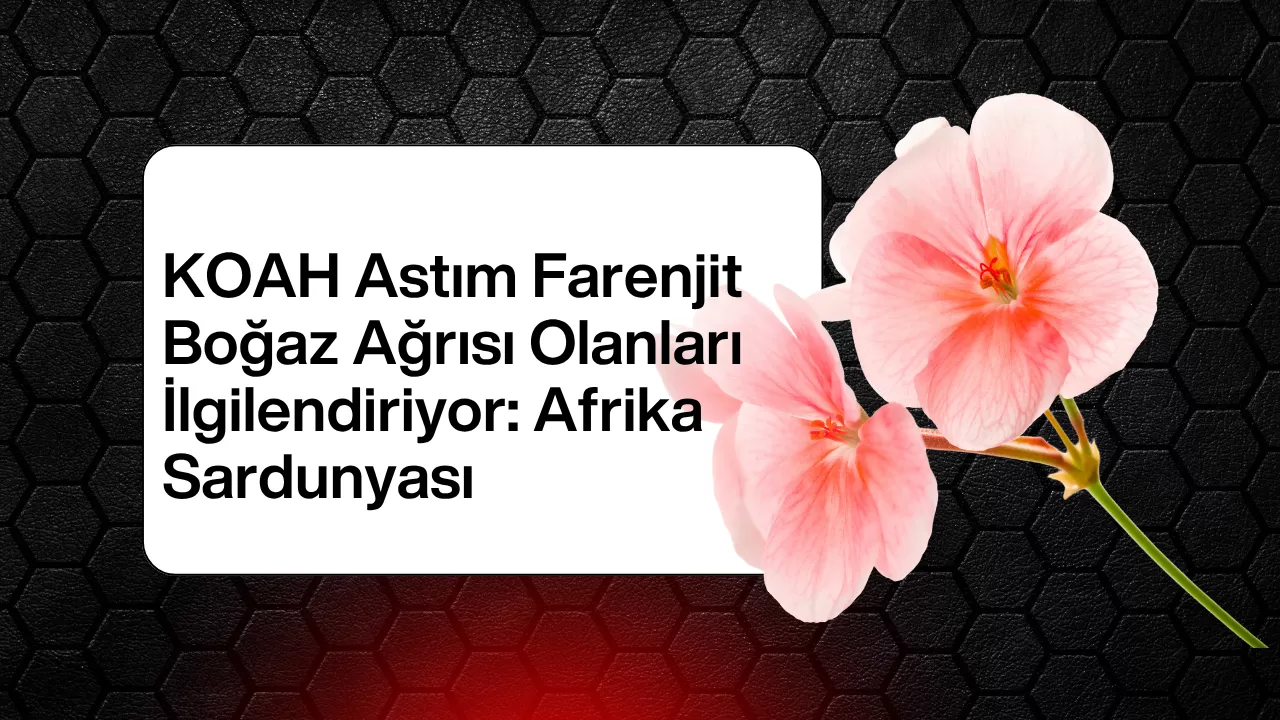 KOAH Astım Farenjit Boğaz Ağrısı Olanları İlgilendiriyor: Afrika Sardunyası