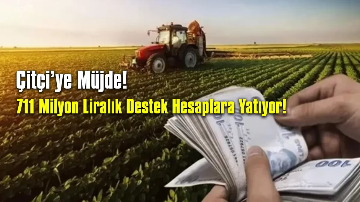 Çiftçiye ‘Cuma’ Müjdesi: 711 Milyon Liralık Destek Hesaplara Yatıyor!