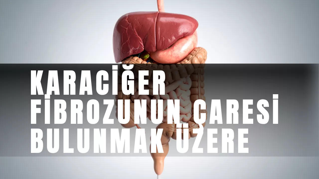 Karaciğer Fibrozunun Çaresi Bulunmak Üzere