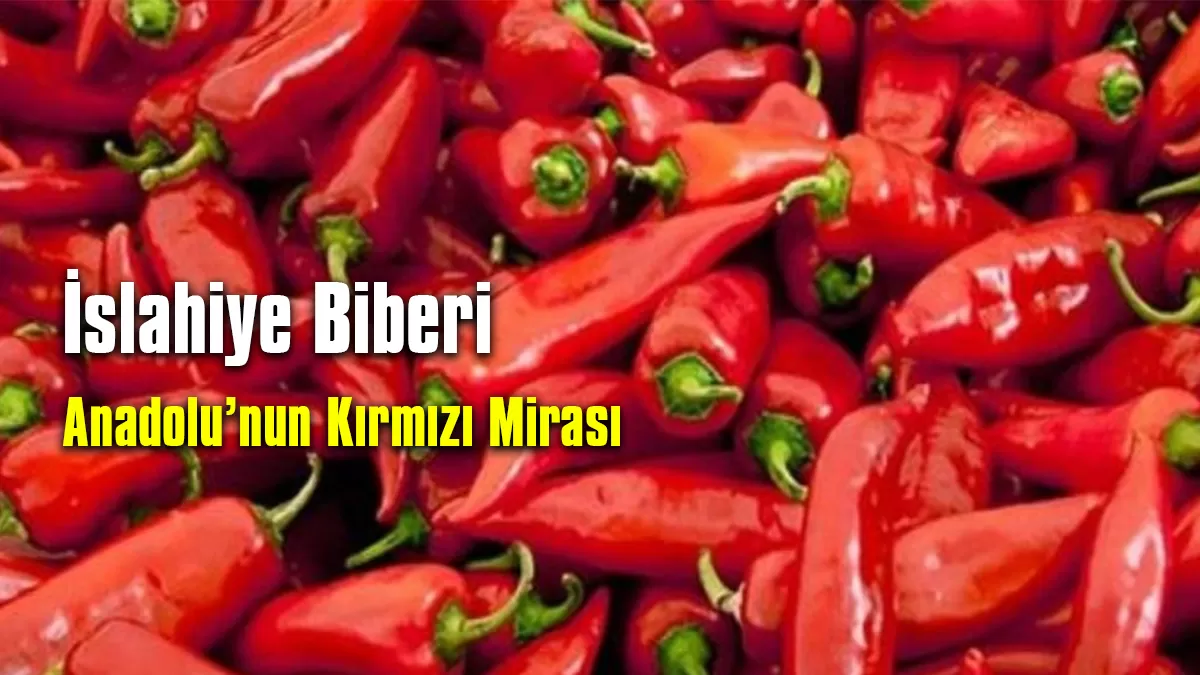 Gaziantep Haber: İslahiye Biberi, Anadolu’nun Kırmızı Mirası