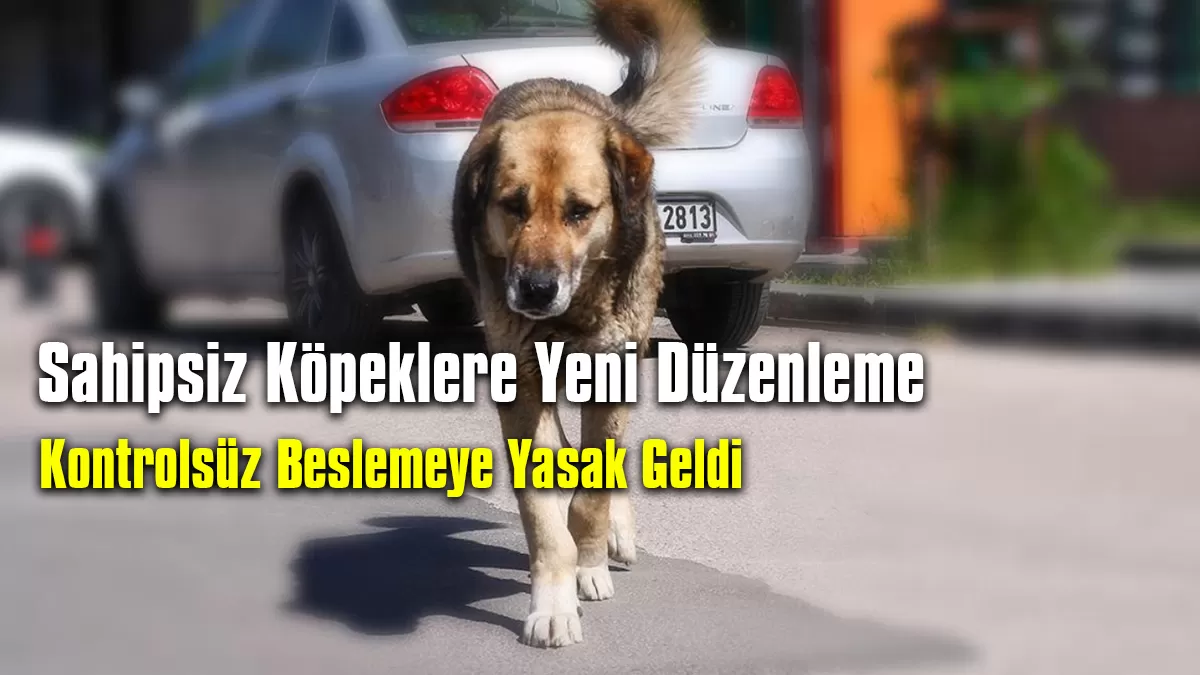 Sahipsiz Köpeklere Yeni Düzenleme: Kontrolsüz Beslemeye Yasak Geldi