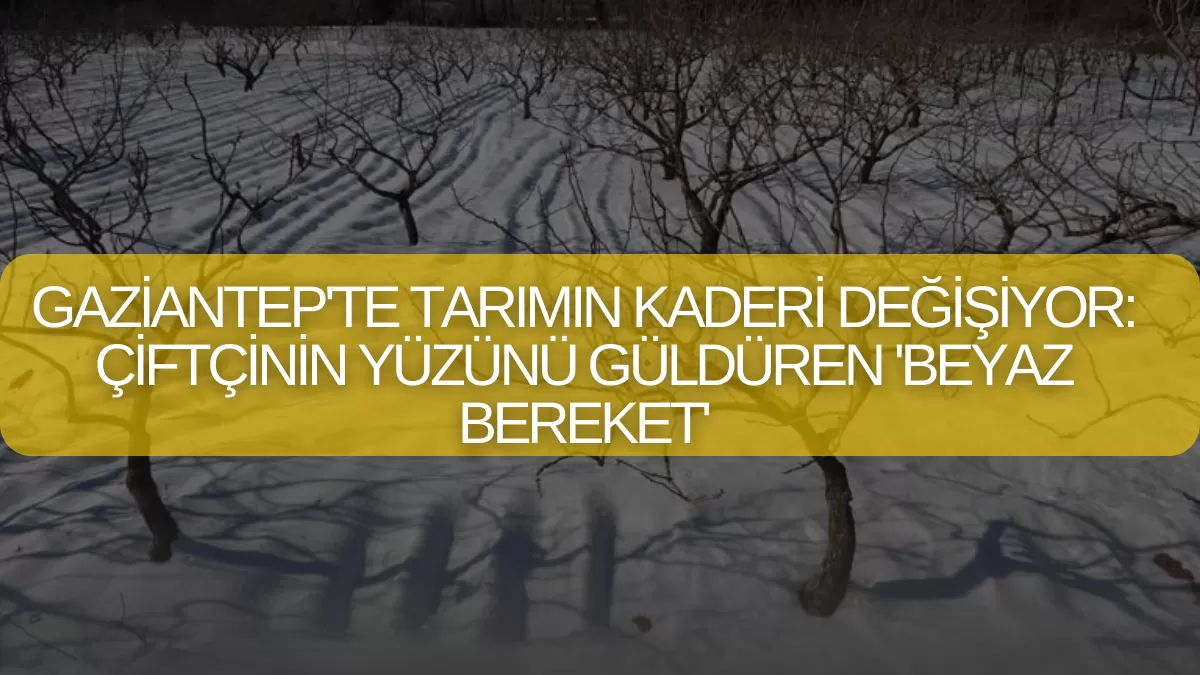 Gaziantep’te Tarımın Kaderi Değişiyor: Çiftçinin Yüzünü Güldüren ‘Beyaz Bereket’