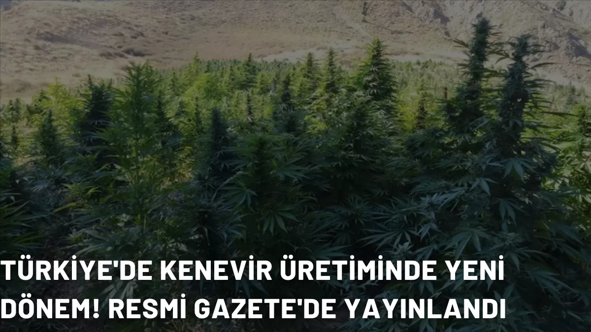 Türkiye’de Kenevir Üretiminde Yeni Dönem! Resmi Gazete’de Yayınlandı: Artık Hiçbir Şey Eskisi Gibi Olmayacak