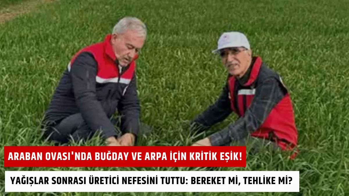 Araban Ovası’nda Buğday ve Arpa İçin Kritik Eşik! Yağışlar Sonrası Üretici Nefesini Tuttu: Bereket mi, Tehlike mi?