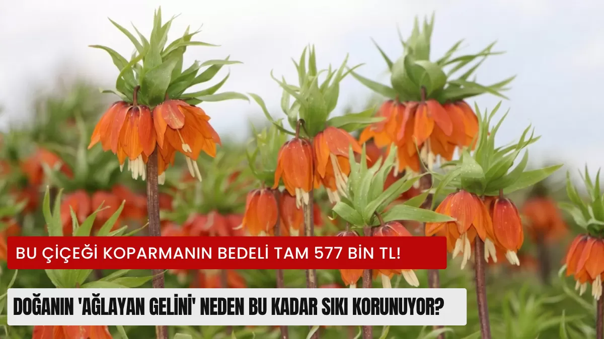 Bu Çiçeği Koparmanın Bedeli Tam 577 Bin TL! Doğanın ‘Ağlayan Gelini’ Neden Bu Kadar Sıkı Korunuyor?