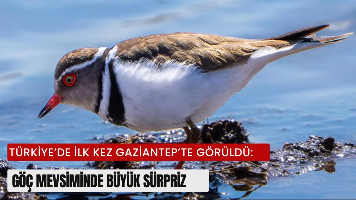 Türkiye’de İlk Kez O İlde Ortaya Çıktı! Göç Mevsiminde Gelen Esrarengiz Misafir Görenleri Şaşkına Çevirdi