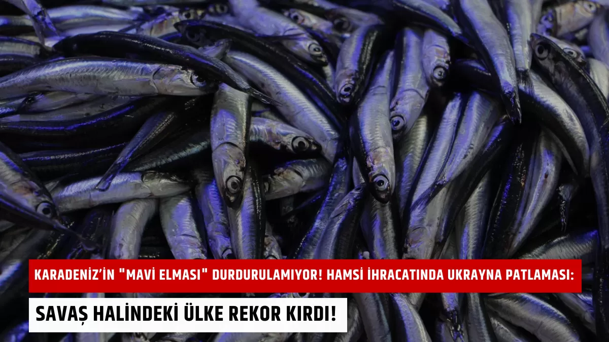 Karadeniz’in “Mavi Elması” Durdurulamıyor! Hamsi İhracatında Ukrayna Patlaması: Savaş Halindeki Ülke Rekor Kırdı!