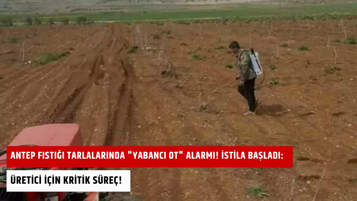 Antep Fıstığı Tarlalarında “Yabancı Ot” Alarmı! İstila Başladı: Üretici İçin Kritik Süreç!
