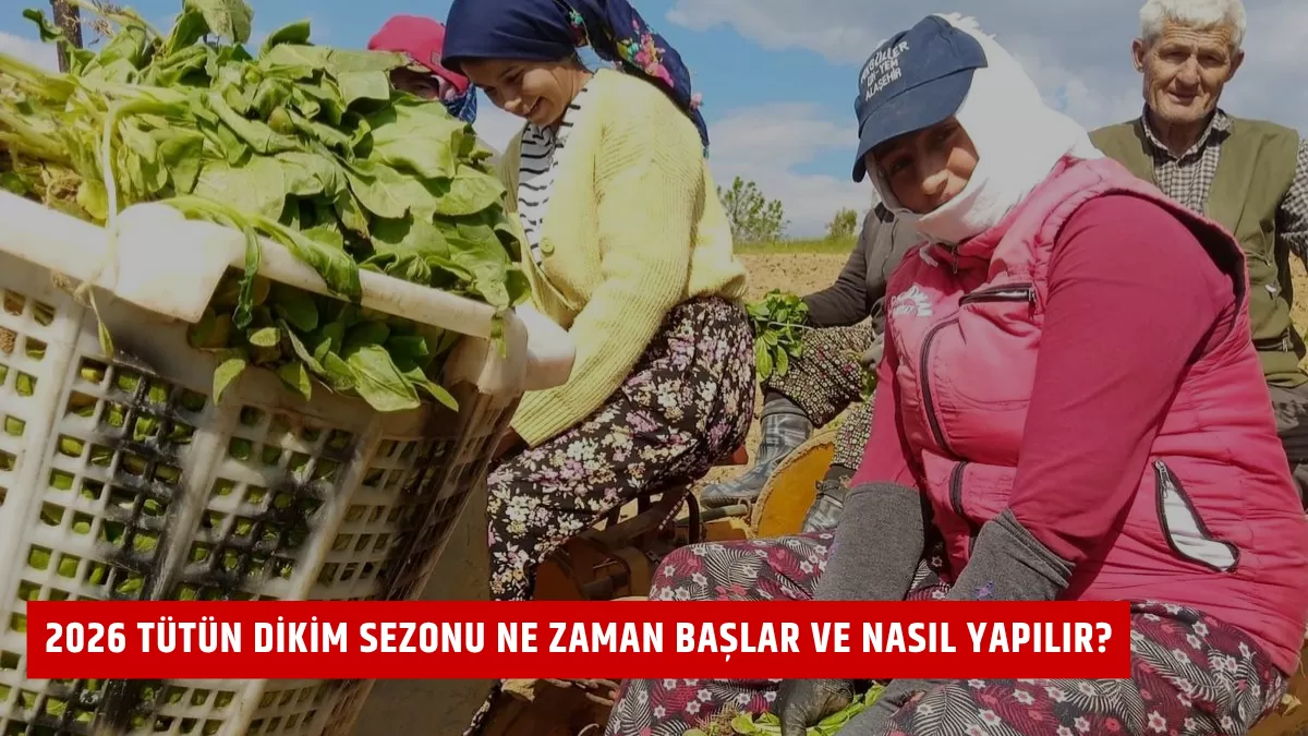 2026 Tütün Dikim Sezonu Ne Zaman Başlar ve Nasıl Yapılır?