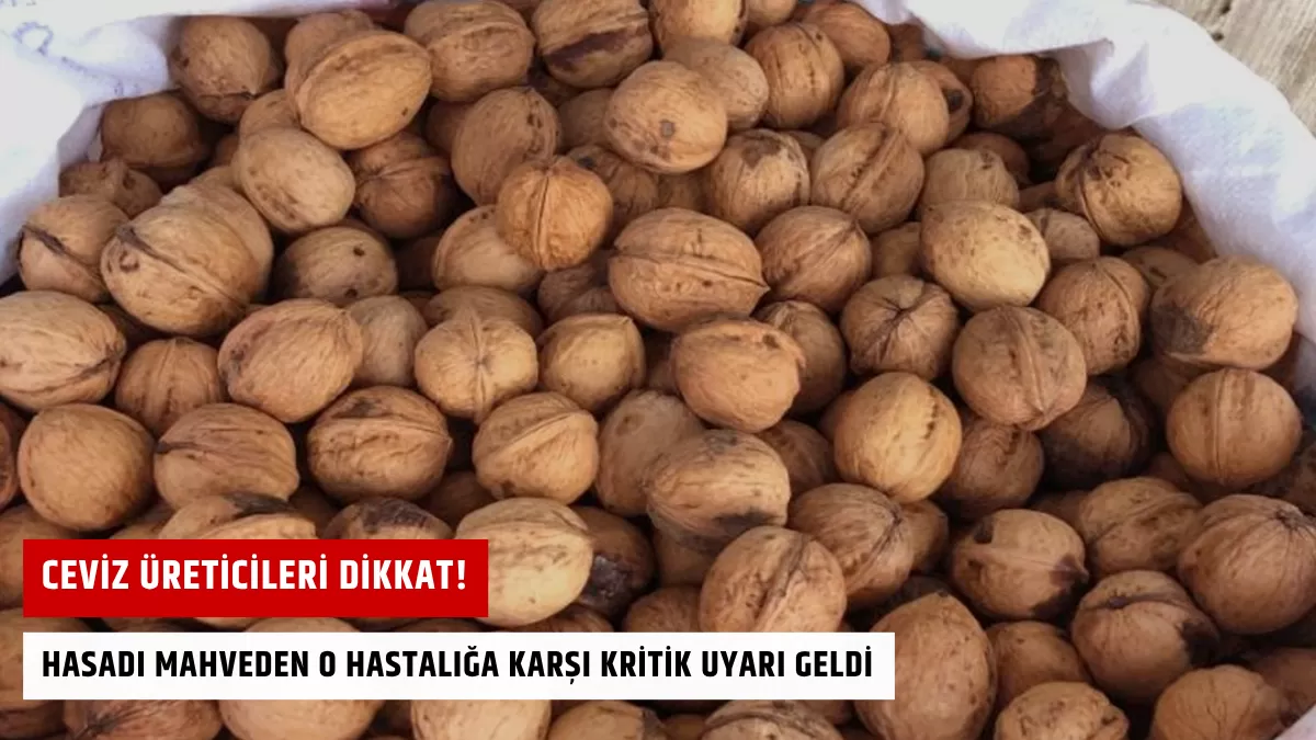 Ceviz Üreticileri Dikkat! Hasadı Mahveden O Hastalığa Karşı Kritik Uyarı Geldi