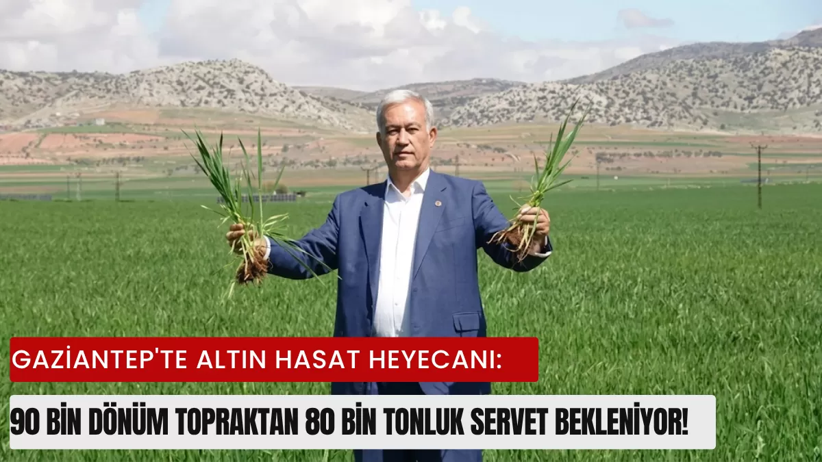 Gaziantep’te Altın Hasat Heyecanı: 90 Bin Dönüm Topraktan 80 Bin Tonluk Servet Bekleniyor!