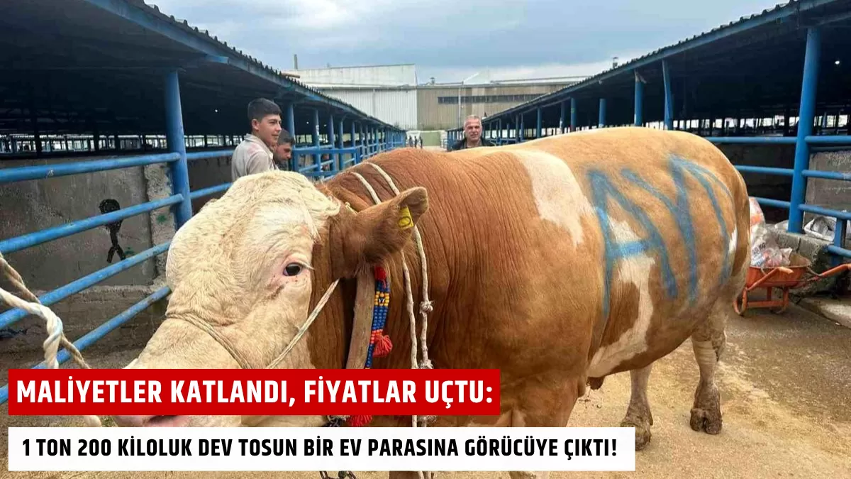 Maliyetler Katlandı, Fiyatlar Uçtu: 1 Ton 200 Kiloluk Dev Tosun Bir Ev Parasına Görücüye Çıktı!