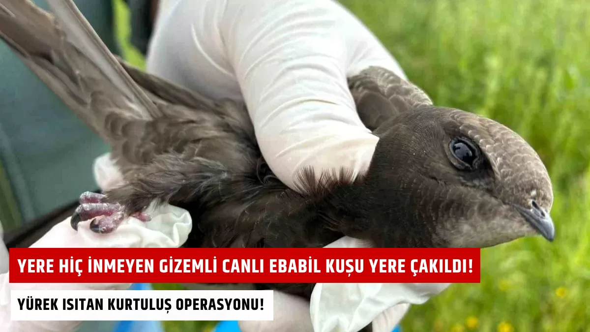 Yere Hiç İnmeyen Gizemli Canlı Ebabil Kuşu Yere Çakıldı! Görenler Şoke Oldu… Yürek Isıtan Kurtuluş Operasyonu!