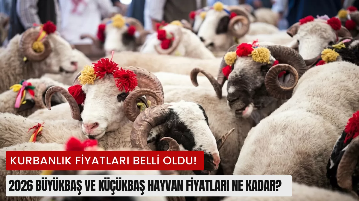Kurbanlık Fiyatları Belli Oldu! 2026 Büyükbaş ve Küçükbaş Hayvan Fiyatları Ne Kadar?