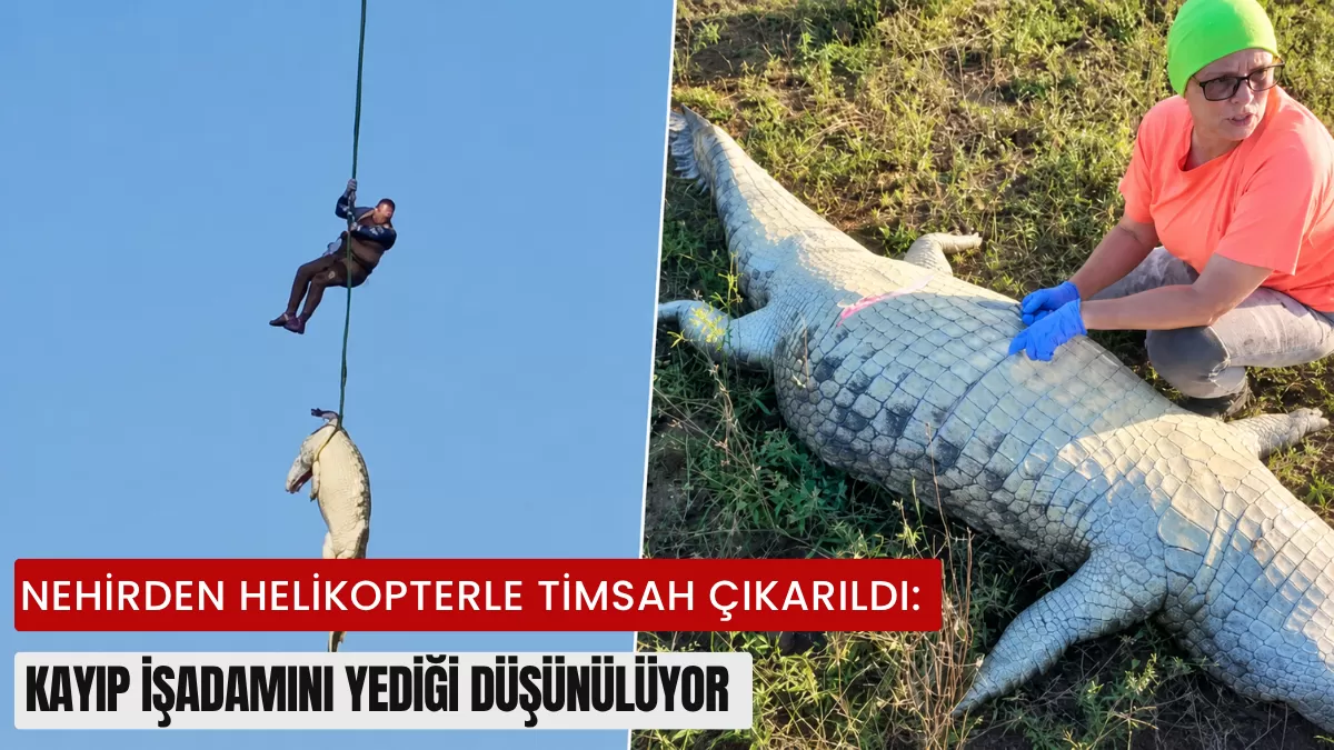 Nehirde Film Gibi Operasyon: Helikopterle Çıkarılan 500 Kiloluk Dev Timsahın Midesinden Çıkanlar Kan Dondurdu!