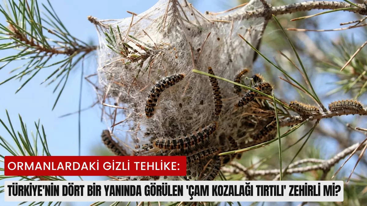 Ormanlardaki Gizli Tehlike: Türkiye’nin Dört Bir Yanında Görülen ‘Çam Kozalağı Tırtılı’ Zehirli mi?