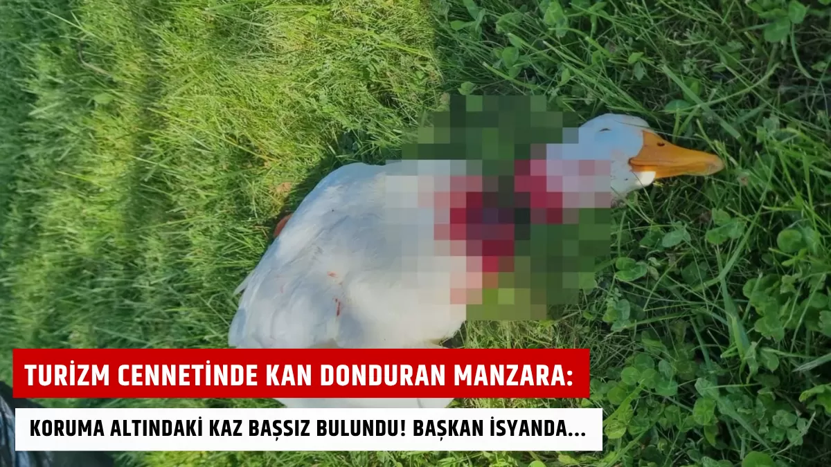 Turizm Cennetinde Kan Donduran Manzara: Koruma Altındaki Kaz Başsız Bulundu! Başkan İsyanda…