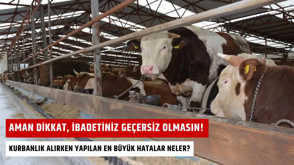 Aman Dikkat, İbadetiniz Geçersiz Olmasın! Kurbanlık Alırken Yapılan En Büyük Hatalar Neler?
