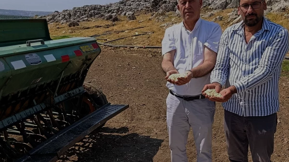 Araban Sarımsağında Yerli Tohum Dönemi Başlıyor
