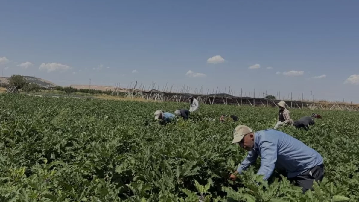 Gaziantep Oğuzeli İlçesinde Kışlık Patlıcan Hasadı Başladı