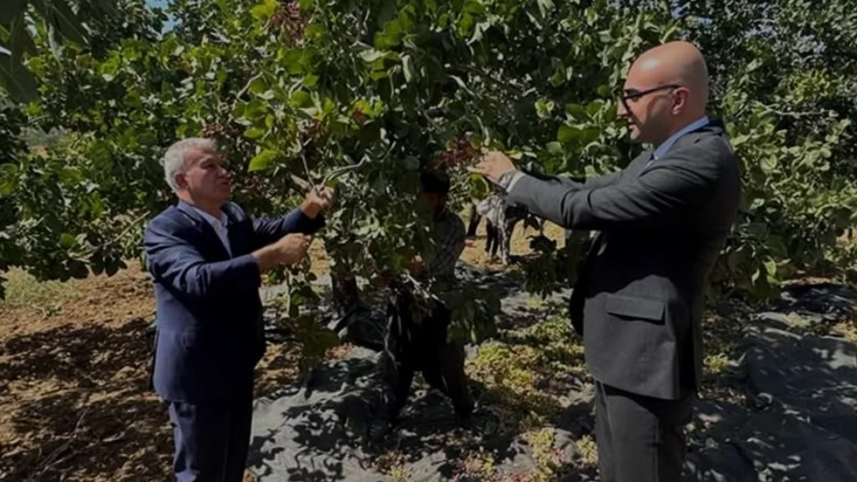 Gaziantep Arabanda Antep fıstığı hasat sezonu başladı
