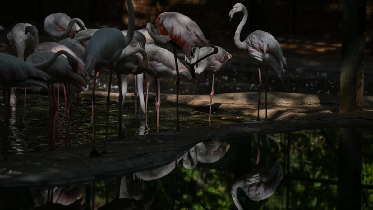 Gaziantep Doğal Yaşam Parkı Flamingo Nüfusunu Artırıyor