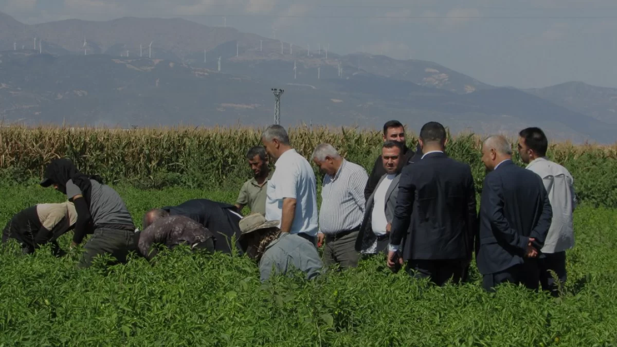İslahiye Biberinde Hasat Dönemi Başladı